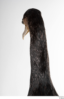 Double-crested cormorant Phalacrocorax auritus head neck 0010.jpg